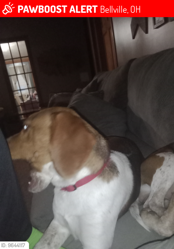 Lost Male Dog last seen James Road, 546, Bellville, OH 44813