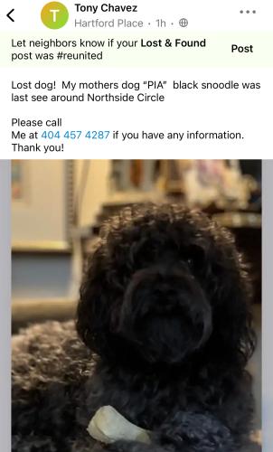 Lost Female Dog last seen Northside circle. Atlanta GA 30305, Atlanta, GA 30309