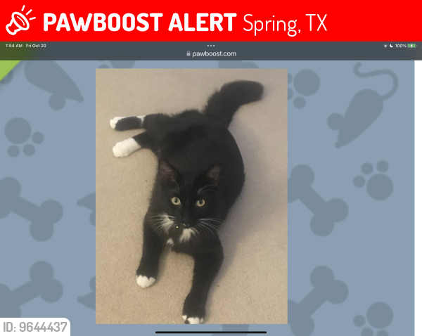 Lost Male Cat last seen Kuykendahl/Woodlands Prkwy, Spring, TX 77382