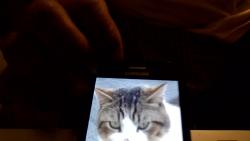 Lost Male Cat last seen Bering Way/Crested Ct. Suisun City, CA., Suisun City, CA 94585