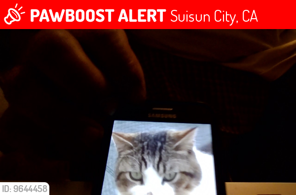 Lost Male Cat last seen Bering Way/Crested Ct. Suisun City, CA., Suisun City, CA 94585