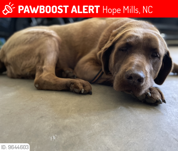 Lost Female Dog last seen Chickenfoot and Candady Pond Rd, Hope Mills, NC 28348