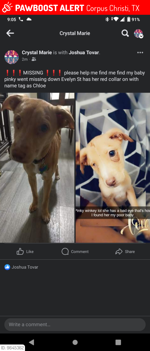 Lost Female Dog last seen Evelyn St and Theresa, Corpus Christi, TX 78415