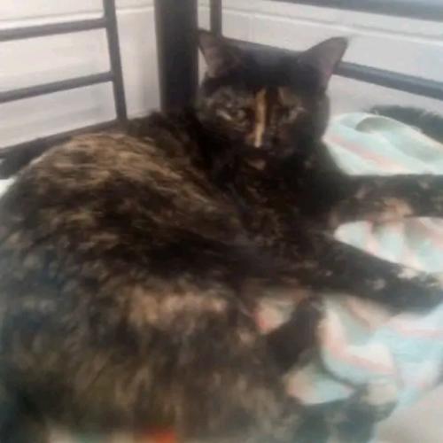 Lost Female Cat last seen Near Highland Drive, Holladay, Ut 84117, Salt Lake City, UT 84117