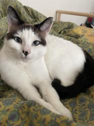 Lost Female Cat last seen High St & Highland Ave, Santa Cruz, CA 95060