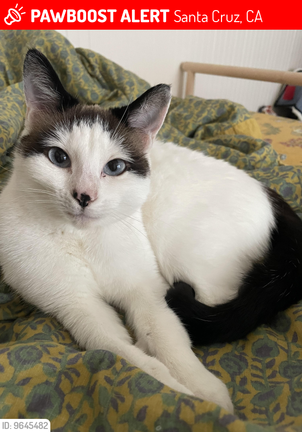 Lost Female Cat last seen High St & Highland Ave, Santa Cruz, CA 95060