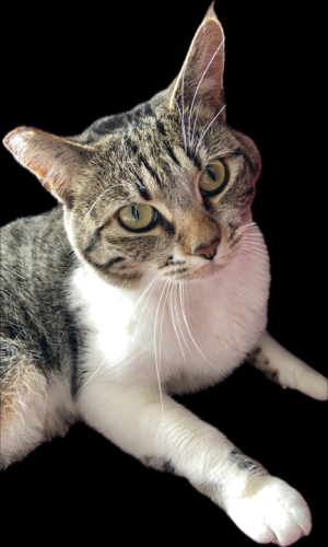 Lost Female Cat last seen Lincoln and Washington , Riverside, CA 92504