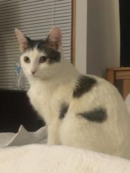Reunited Female Cat last seen Oakton Road, Pewaukee, WI 53072