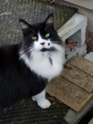 Lost Male Cat last seen Old freeman ferry, Rome, GA 30161