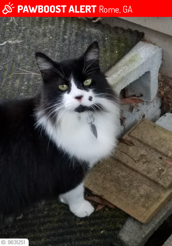 Lost Male Cat last seen Old freeman ferry, Rome, GA 30161