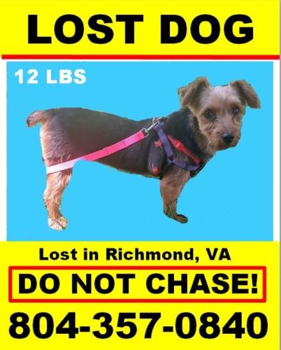 Lost Pets in Virginia - Find Missing Pets