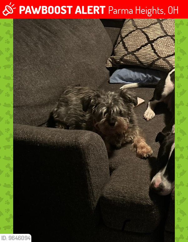 Lost Male Dog last seen Greenbriar and independence , Parma Heights, OH 44130