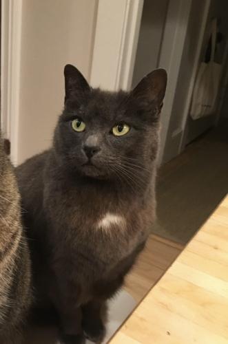 Lost Female Cat last seen Keith Ave/ Euclid Ave, Berkeley, CA 94708
