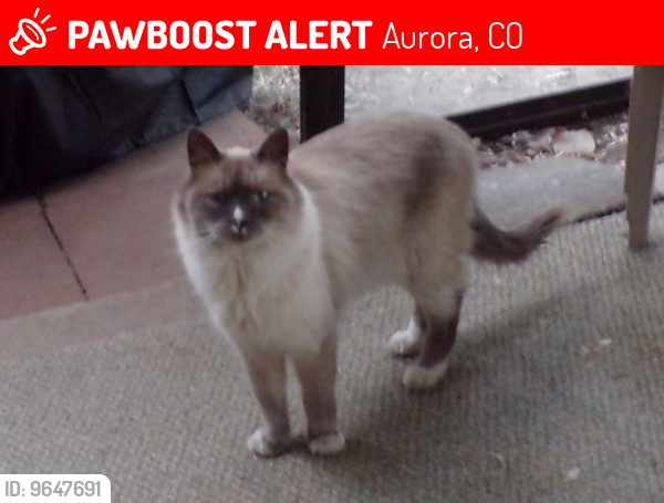 Lost Male Cat last seen Revere St. & Hoffman Blvd., Aurora, CO 80011