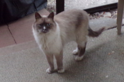 Lost Male Cat last seen Revere St. & Hoffman Blvd., Aurora, CO 80011