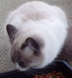 Lost Female Cat last seen Revere St. & Hoffman Blvd., Aurora, CO 80011