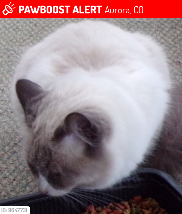 Lost Female Cat last seen Revere St. & Hoffman Blvd., Aurora, CO 80011