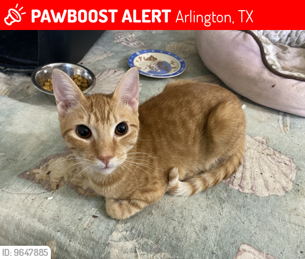 Lost Male Cat last seen High Country Trail & Woodfield, Arlington, TX 76016
