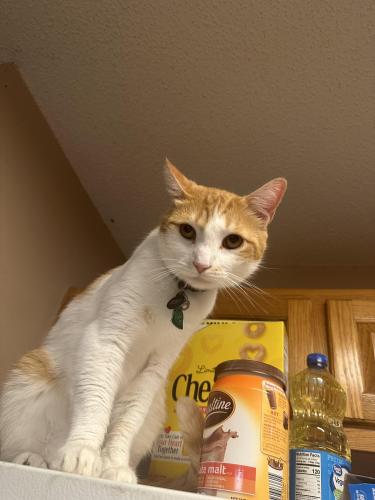 Lost Male Cat last seen Consolidated oil company , Robbins, NC 27325