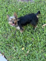 Lost Male Dog last seen Aswans Rd, Opa-locka, FL 33054