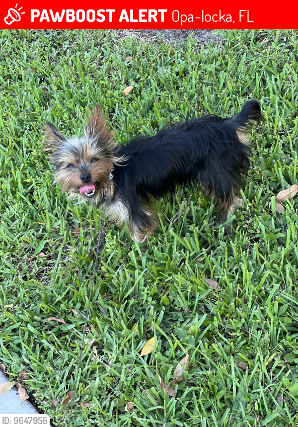 Lost Male Dog last seen Aswans Rd, Opa-locka, FL 33054