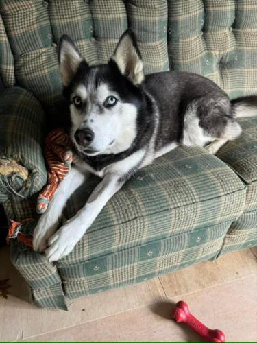 Lost Male Dog last seen Central Ave & Patuxent River Rd, Anne Arundel County, MD 20779