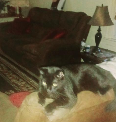 Lost Female Cat last seen Near Grover ln and St.Rose Church rd Sims  NC, Sims, NC 27880