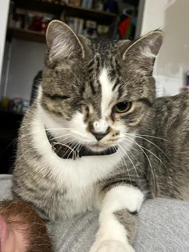 Lost Male Cat last seen 104th and Dogwood, Ensley Township, MI 49329