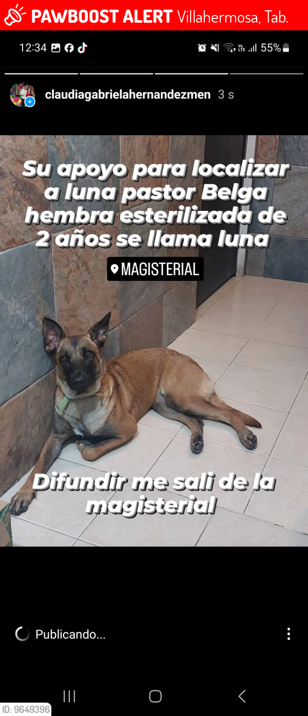 Lost Female Dog last seen Colonia magisterial Villahermosa Tabasco , Villahermosa, Tab. 86040