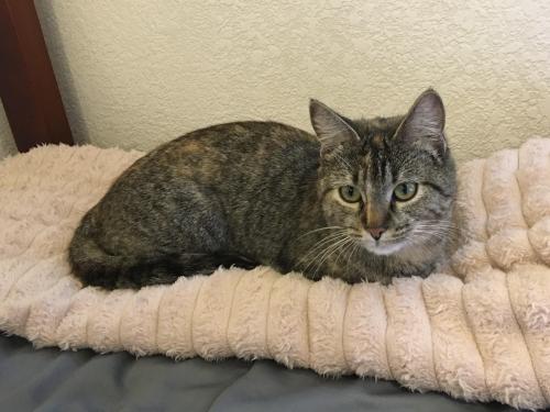 Lost Female Cat last seen North end of Mansel Carter Park (196th St and Aster Dr), Queen Creek, AZ 85142