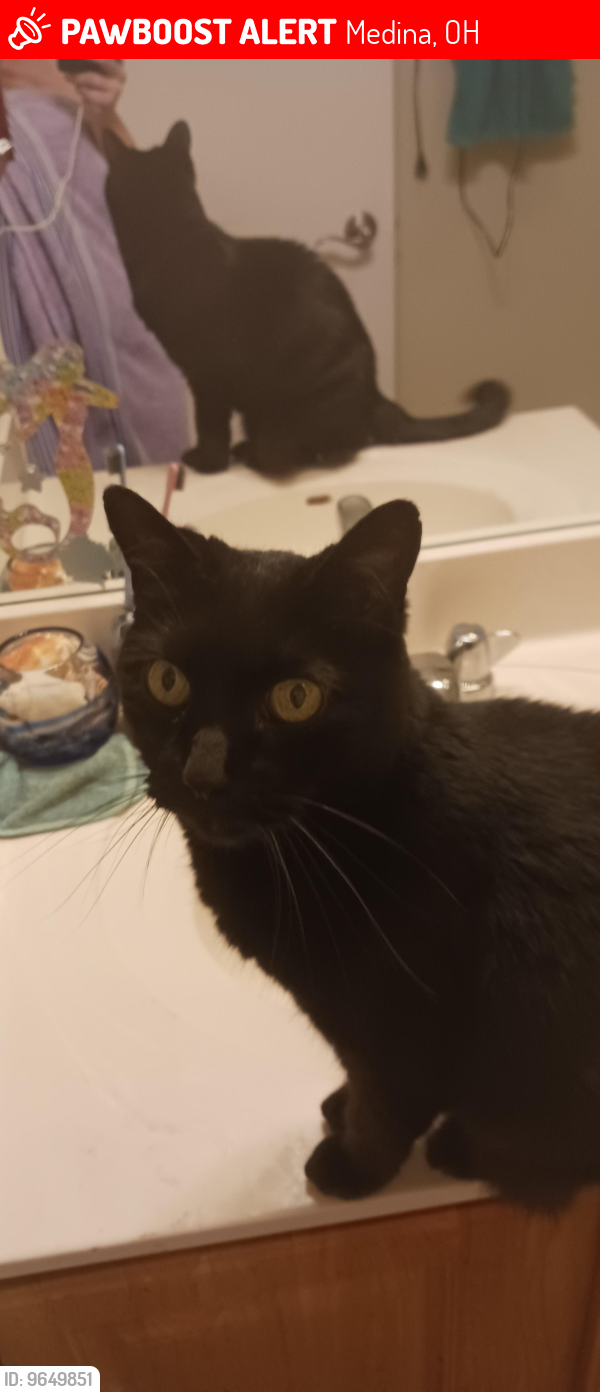 Lost Male Cat last seen Branch and Commerce street, Medina, OH 44256