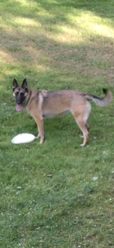 Lost Female Dog last seen Kilbourne & 173, Wadsworth, IL 60083