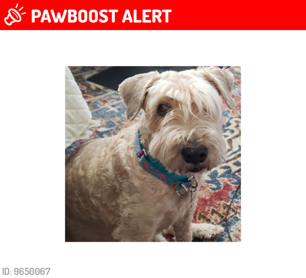 Lost Female Dog last seen Maxwell Rd and Murray just N of Platte, Colorado Springs, CO 80909