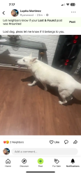 Reunited Female Dog last seen Near Martha Ln, Fort Worth, TX 76112, USA, Fort Worth, TX 76112