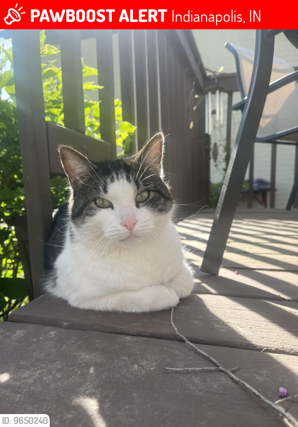 Lost Male Cat last seen 86th St & Lafayette Rd., Indianapolis, IN 46278