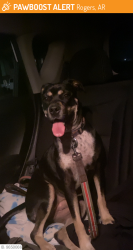Reunited Female Dog last seen Double tree apmts, Rogers, AR 72756