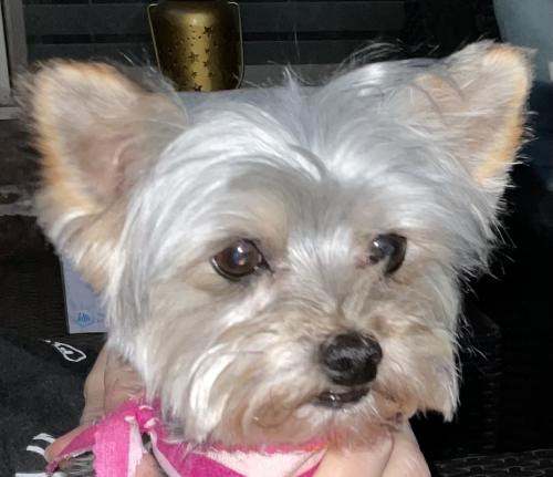Lost Female Dog last seen Treemont Lane & NW 112th Street near Hefner rd, Oklahoma City, OK 73162