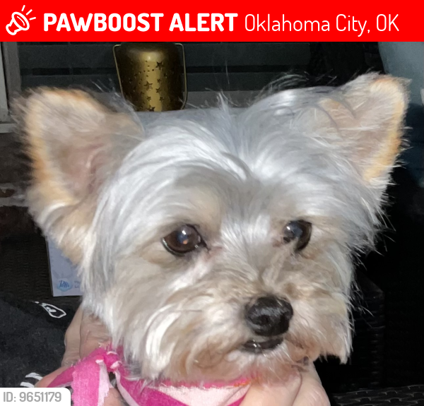 Lost Female Dog last seen Treemont Lane & NW 112th Street near Hefner rd, Oklahoma City, OK 73162