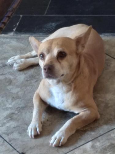 Lost Male Dog last seen Sanguinetti Lane 95205, Stockton, CA 95205