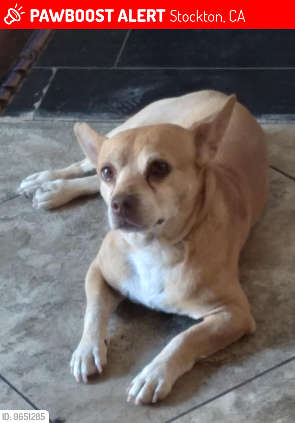 Lost Male Dog last seen Sanguinetti Lane 95205, Stockton, CA 95205