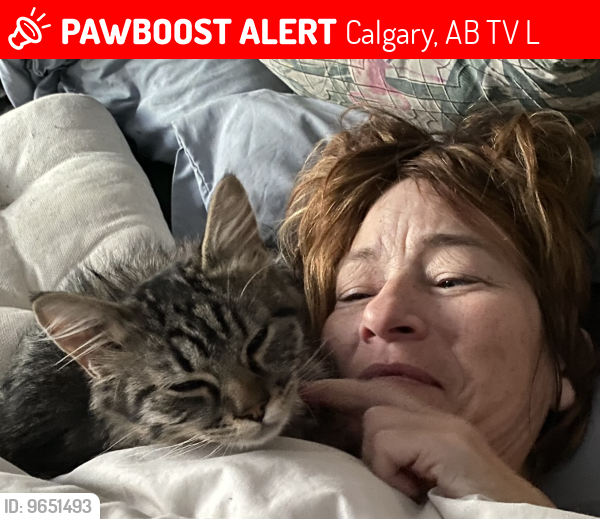 Lost Male Cat last seen Fifth Street in Kelvin St., Calgary, Calgary, AB T2V 2L2