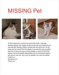 Lost Male Cat last seen Grande oaks apmts , Tampa, FL 33610