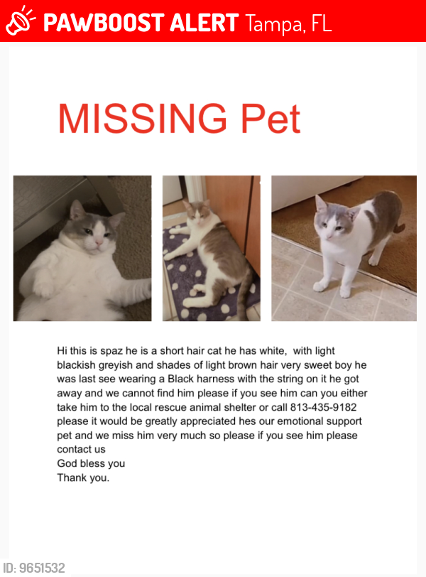 Lost Male Cat last seen Grande oaks apmts , Tampa, FL 33610