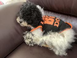 Reunited Male Dog last seen Flushing, Queens, NY, USA, Queens, NY 11354