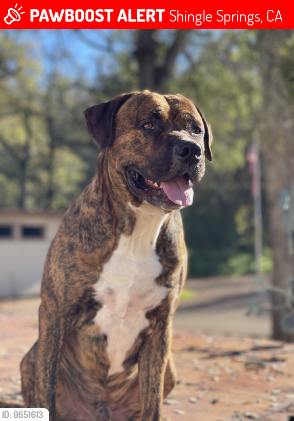 Lost Male Dog last seen French creek and Hidden Circle , Shingle Springs, CA 95682