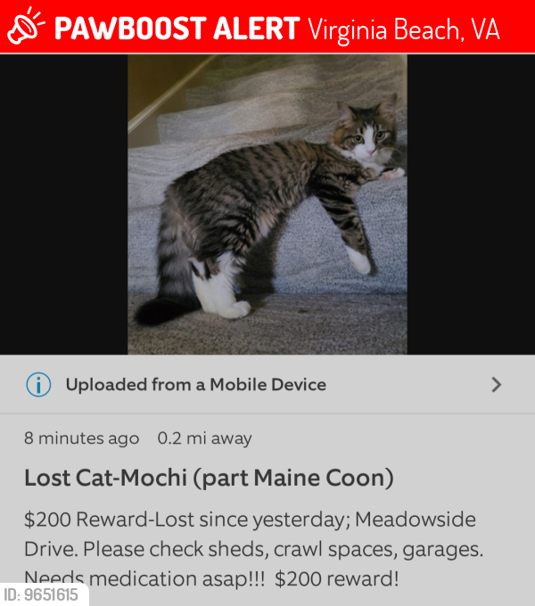 Lost Female Cat last seen Meadowside Drive/Heatherwood Drive; Cypress Point North, Virginia Beach, VA 23455