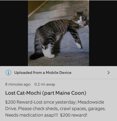 Lost Female Cat last seen Meadowside Drive/Heatherwood Drive; Cypress Point North, Virginia Beach, VA 23455