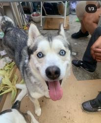 Reunited Male Dog last seen Near hwy, Adelanto, CA 92301
