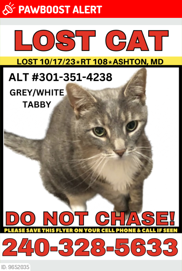 Lost Male Cat last seen Route 108 and Ashton Club Way, Ashton-Sandy Spring, MD 20861