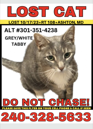 Lost Male Cat last seen Route 108 and Ashton Club Way, Ashton-Sandy Spring, MD 20861